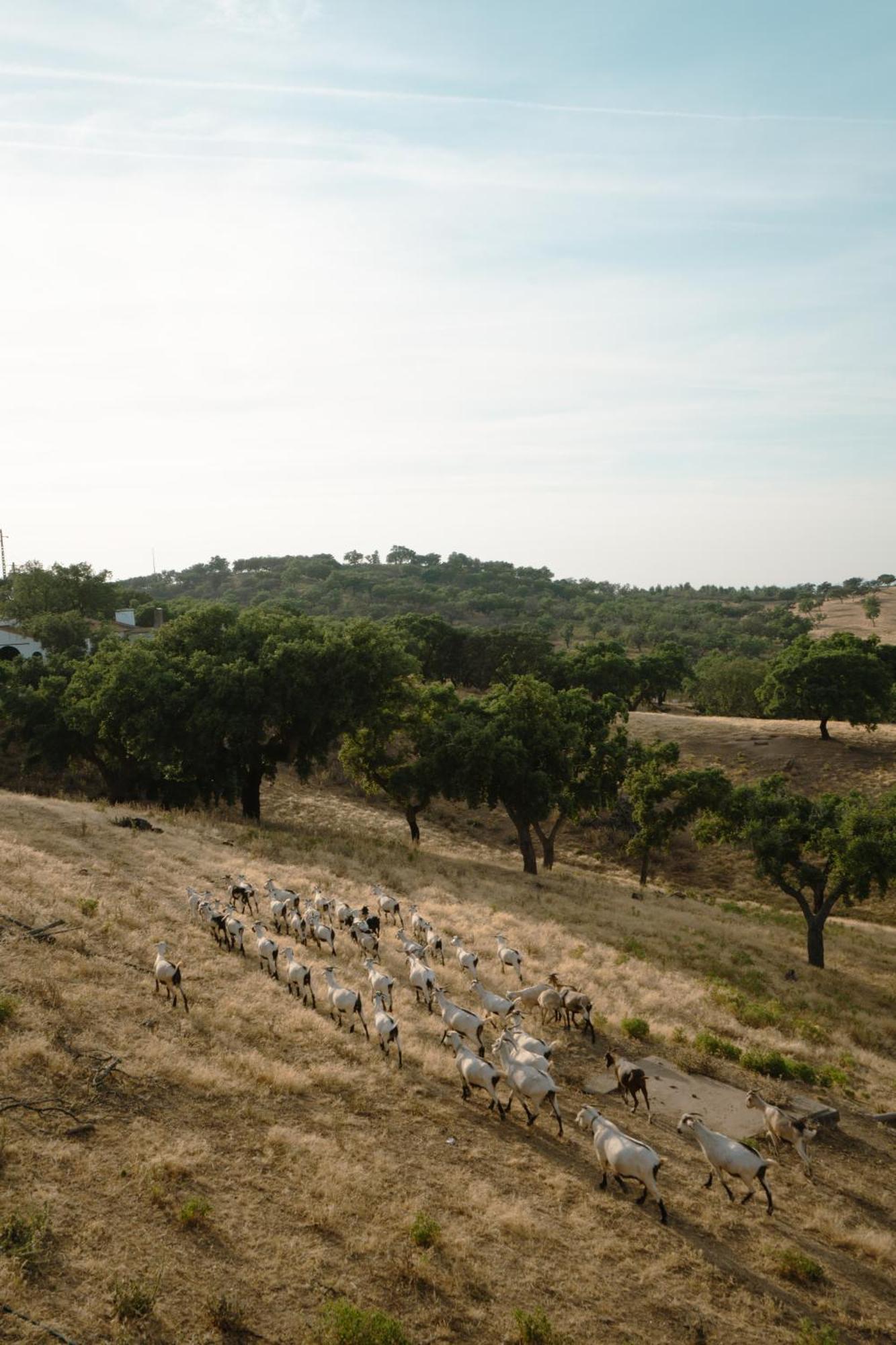 Herdade Vale De Cabras Portel Exterior photo